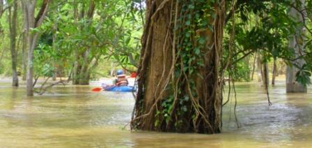 Flooded Forests: Photo by Alex Aziz
