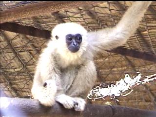 adventure cambodia travel: gibbon