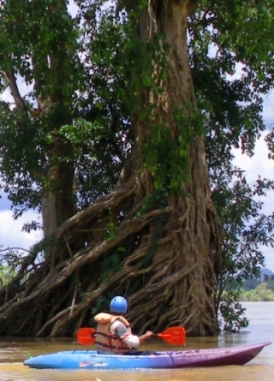 Mekong Flooded Forests Kayaking