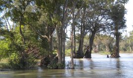 Cambodia Flooded Forests