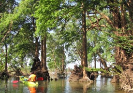 Flooded Forests